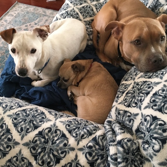 post & company BEST DOG MOM EVER bully T-shirt - Picture 5 of 5